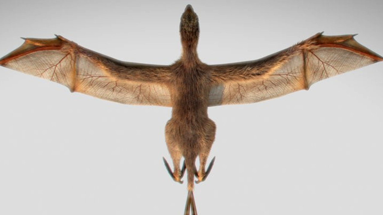 Dinossauro com asas de morcego é descoberto por equipe chinesa