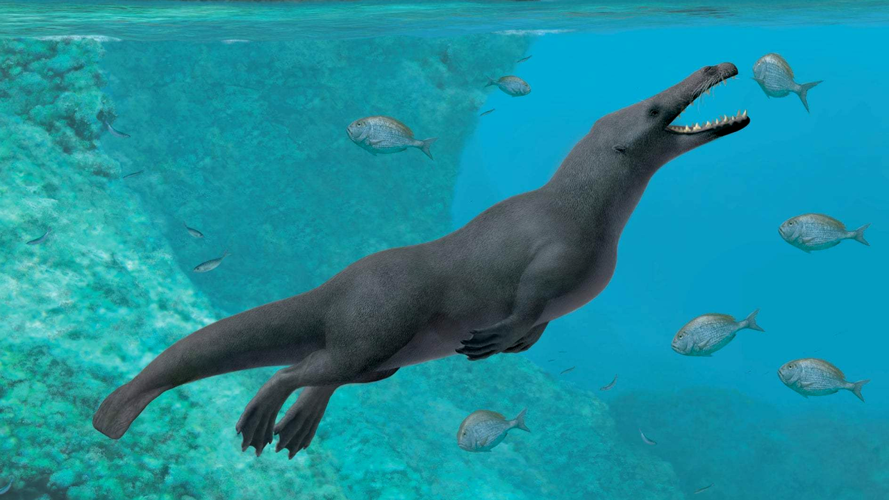 Fóssil de baleia pré-histórica com 4 patas que caminhava na terra e nadava é encontrado no Peru