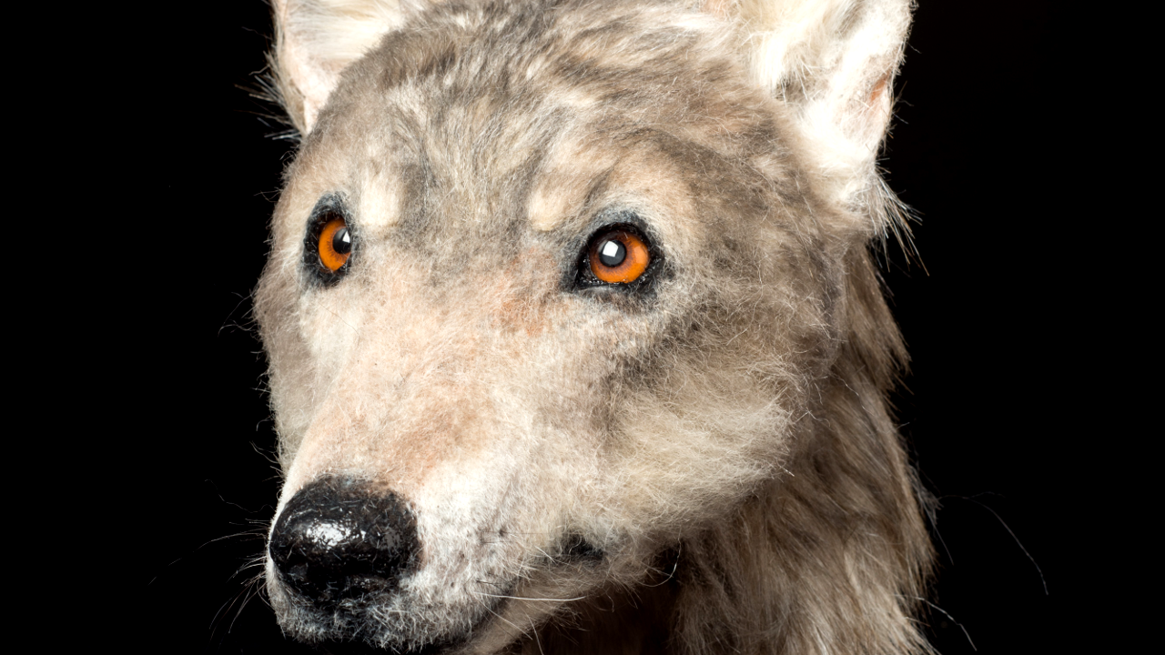 Primeira reconstrução canina revela animal doméstico de 4.500 anos