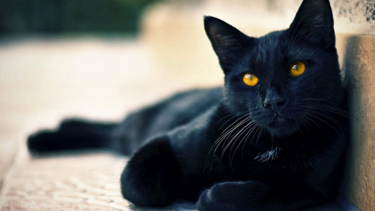 Gato preto: Entenda como o animal ganhou a injusta fama de maldito