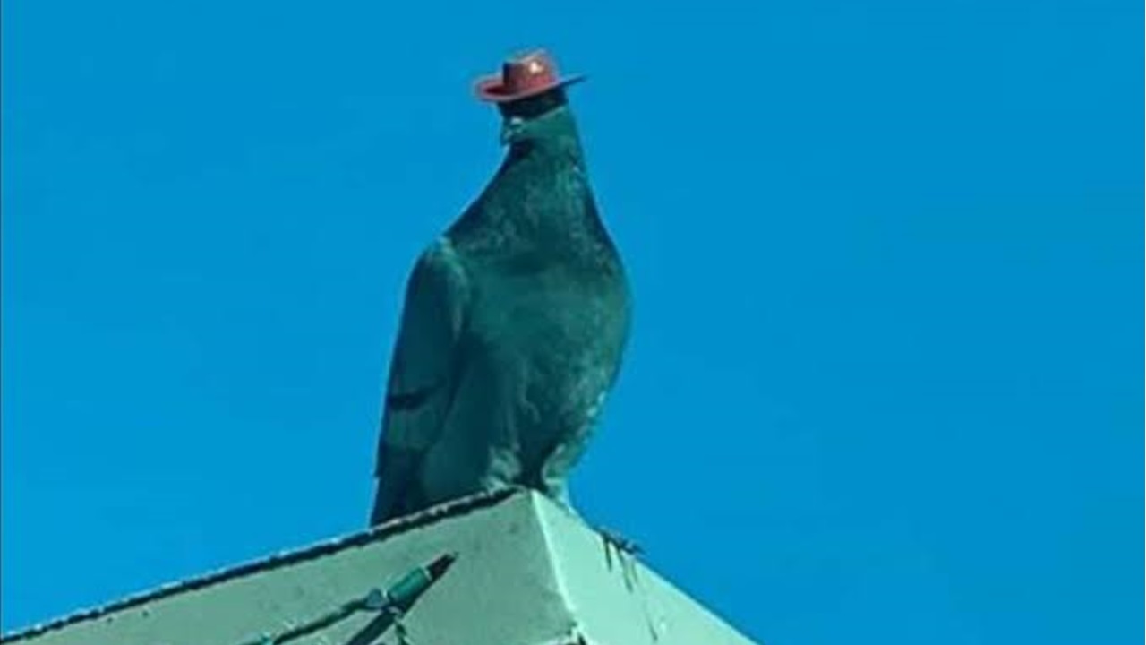 Alguém está colocando chapéus de cowboy nos pombos de Las Vegas