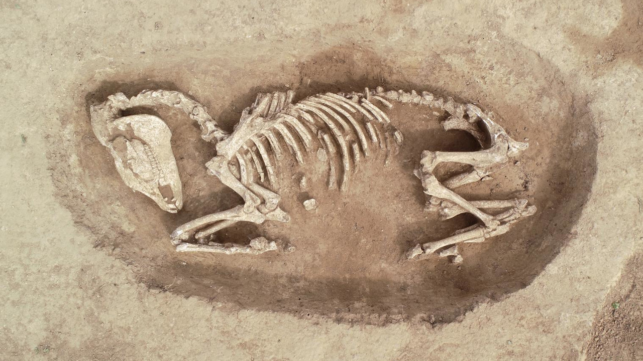Arqueólogos encontram carruagem e esqueletos da Idade do Ferro na França