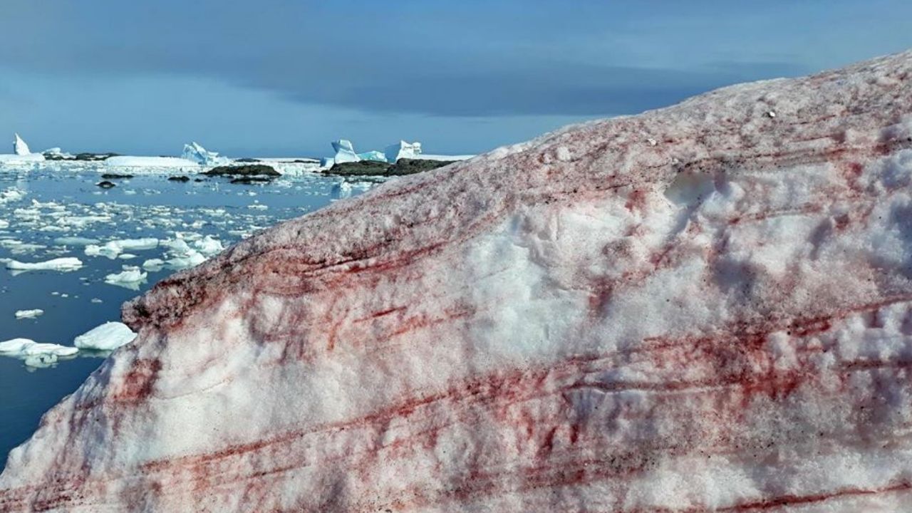 Neve de sangue espalha por península na Antártida