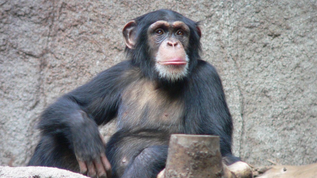 Além dos humanos, macacos também podem ser contaminados pelo Covid-19