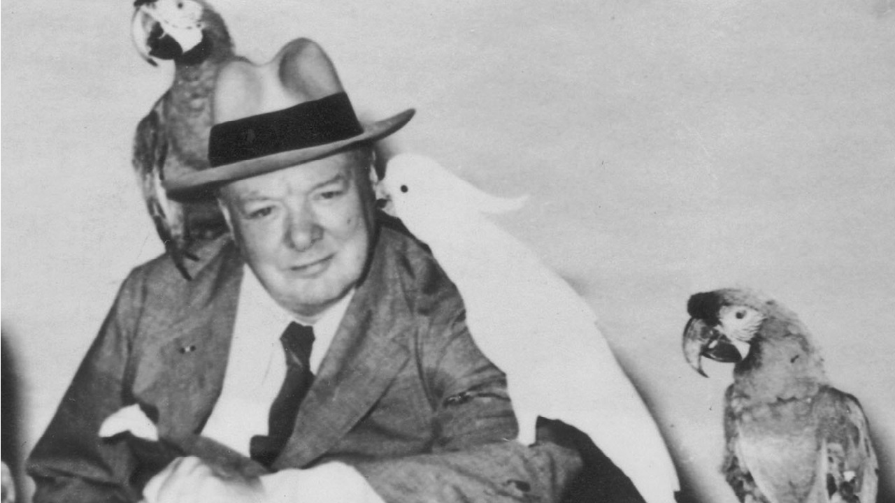 Charlie, a arara de Churchill que ainda vive a gritar “Malditos nazistas!”