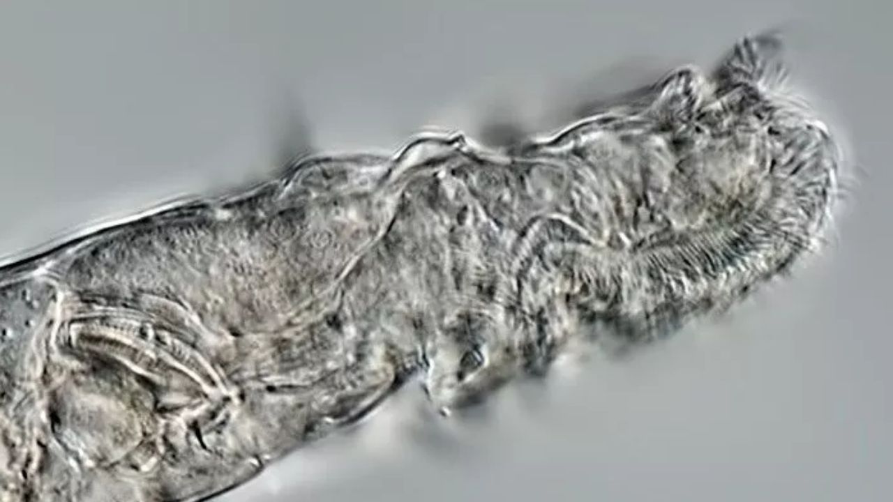 Entenda como um animal microscópico voltou à vida após passar 24 mil anos congelado