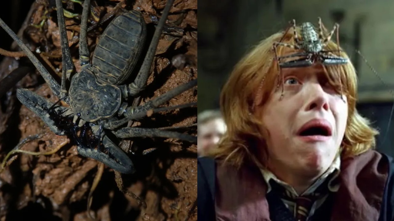 Animal dos filmes de ‘Harry Potter’ existe e pode ser encontrado no Brasil