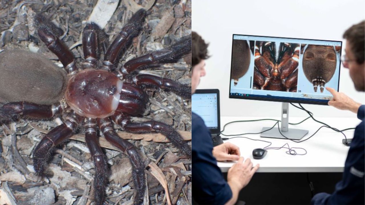 Pesquisadores descrevem nova espécie de aranha gigante ameaçada de extinção