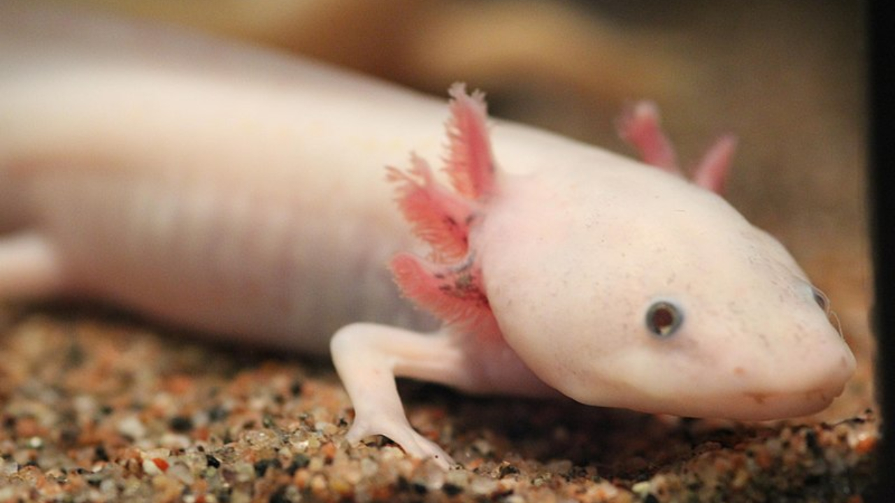 Cientistas desvendam espécie de ‘super poder’ de axolotes