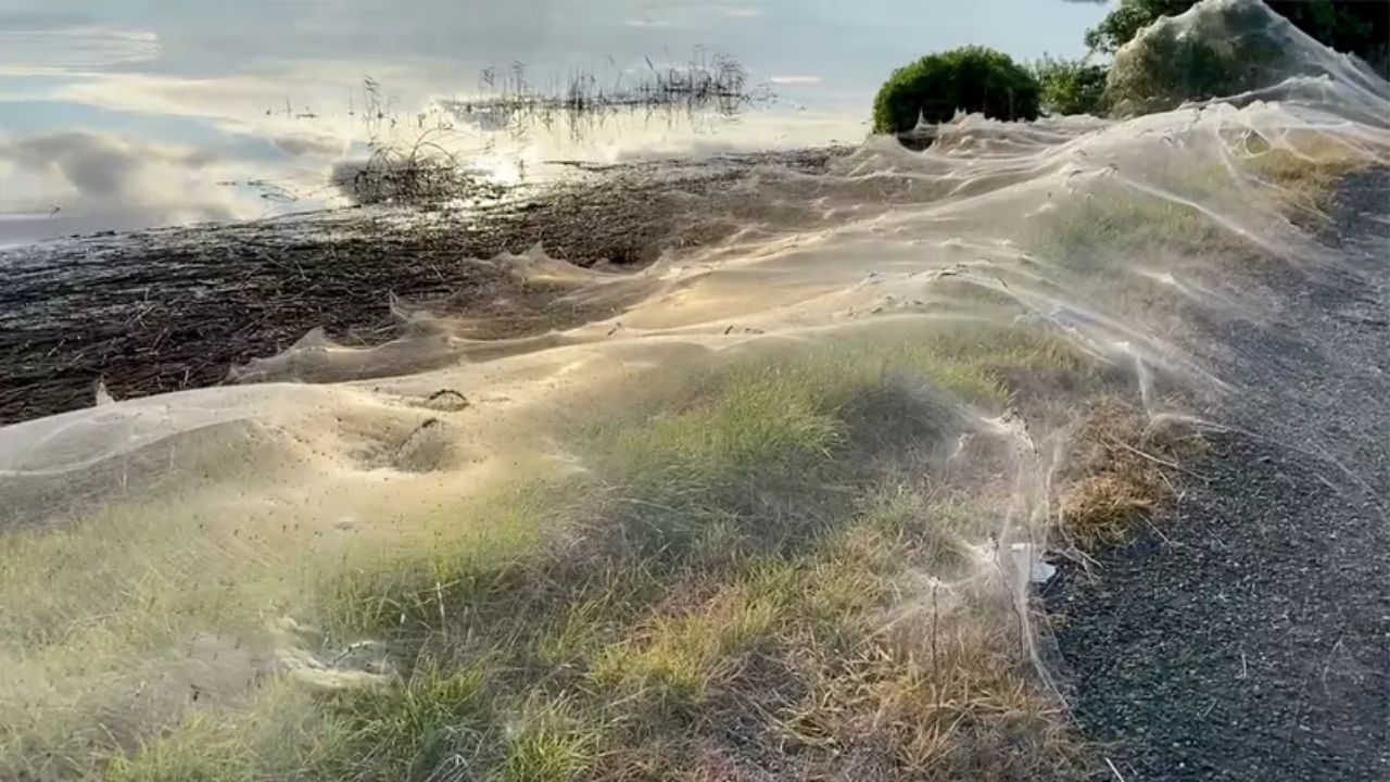 Cidade australiana fica coberta com teia de aranha após enchente