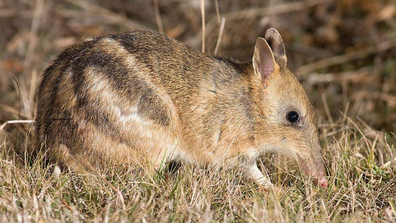 Animal considerado extinto na natureza há mais de 30 anos, volta a aparecer