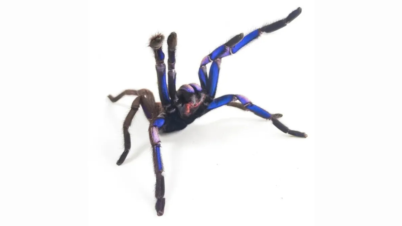 Na Tailândia, curiosa espécie de tarântula azul elétrica é encontrada