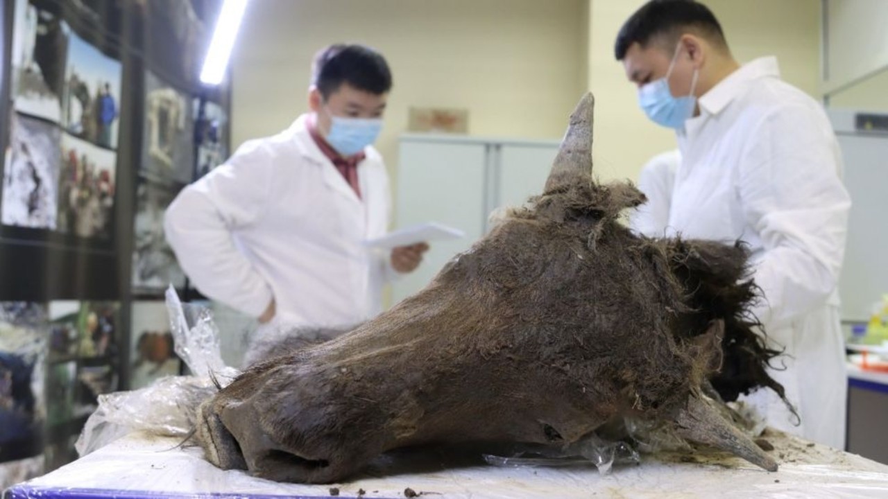 Cientistas querem clonar bisão extinto encontrado congelado em permafrost