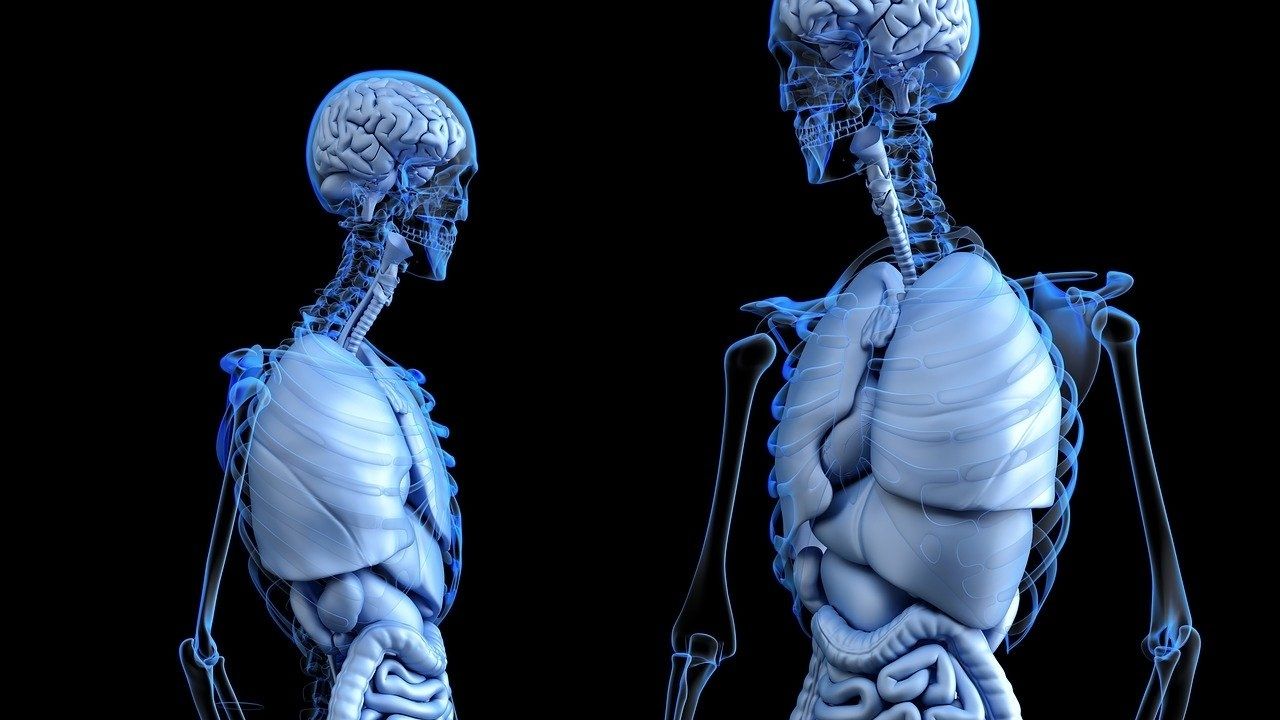 Veja 10 curiosidades sobre o corpo humano que você não imaginava