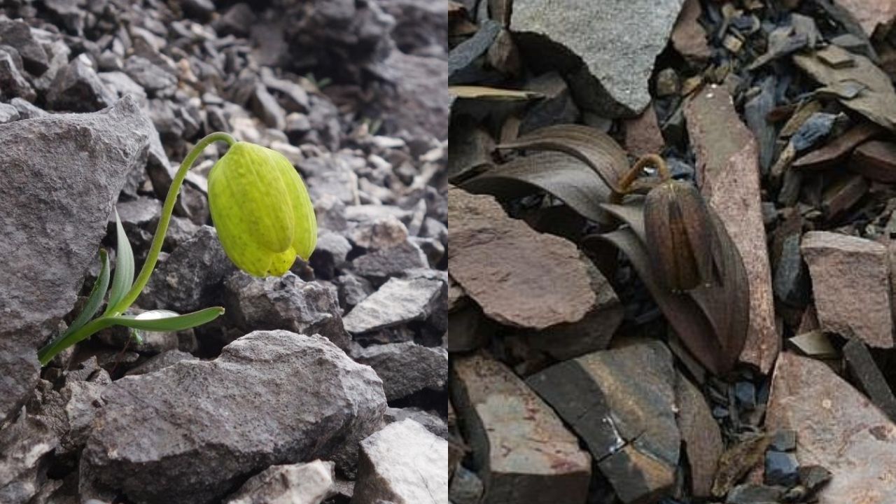 O curioso caso da planta chinesa que evoluiu para esconder-se de humanos