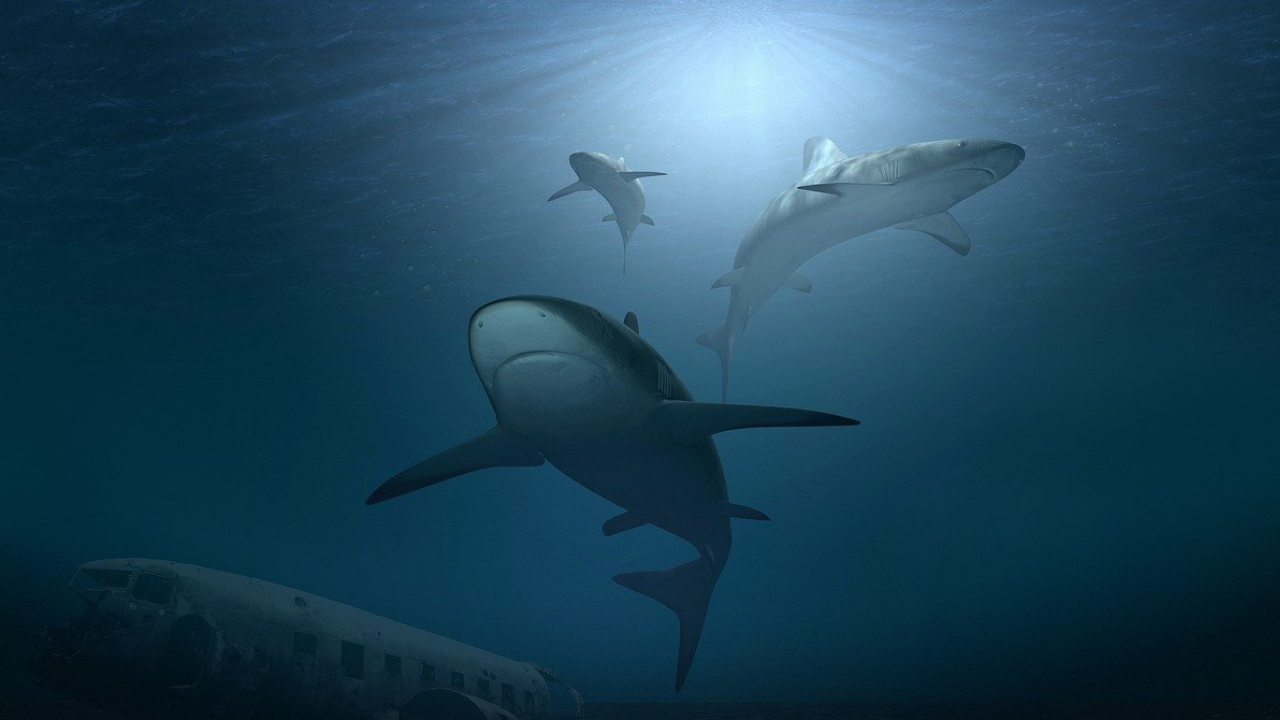 Entenda como tubarões poderiam ter desaparecido dos oceanos há 19 milhões de anos
