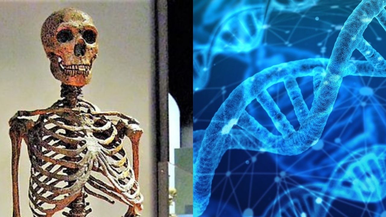 Pesquisa revela que somente 7% de nosso DNA provêm de humanos modernos