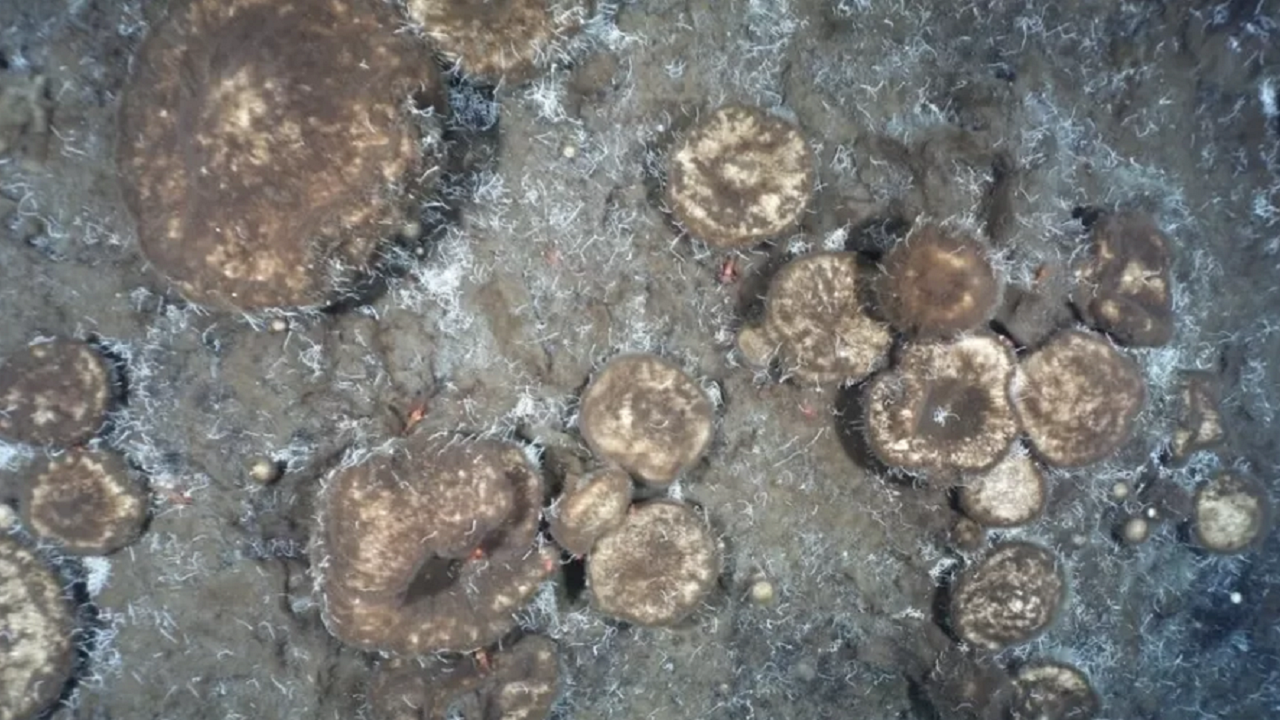 Esponjas “alienígenas” se alimentam de matéria fóssil no Polo Norte