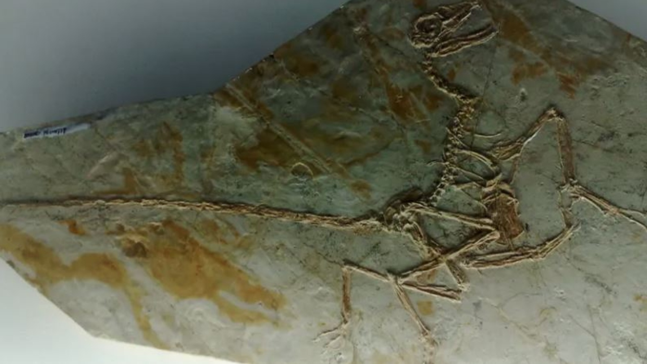 Camada de penas preservada em fóssil é encontrado na China