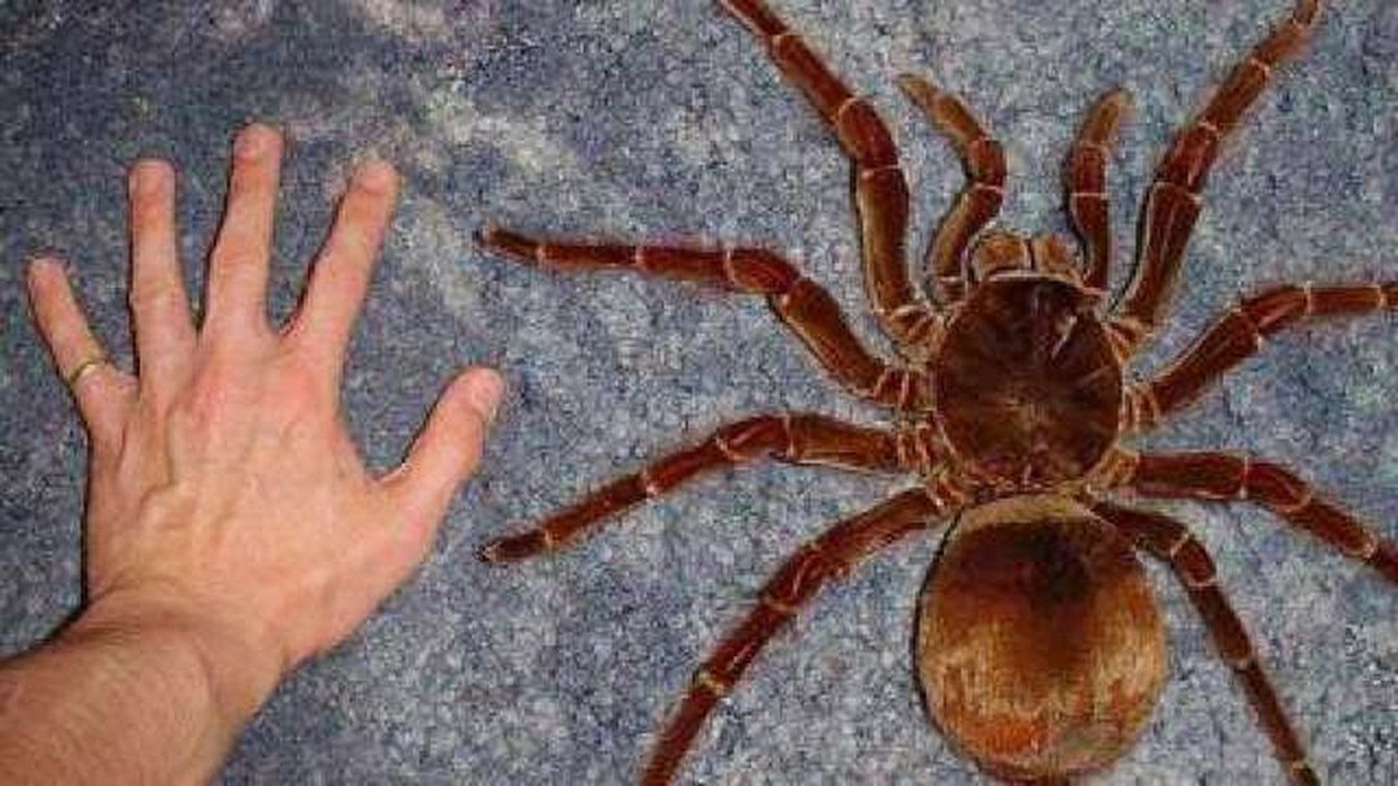 30cm e tão pesada quanto um filhote de cão: Golias Birdeater, a maior aranha do mundo