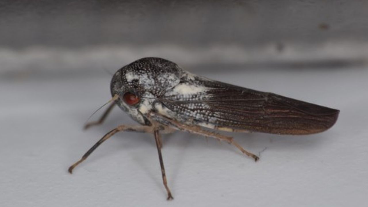 Cientistas encontram espécie de inseto ‘incrivelmente rara’