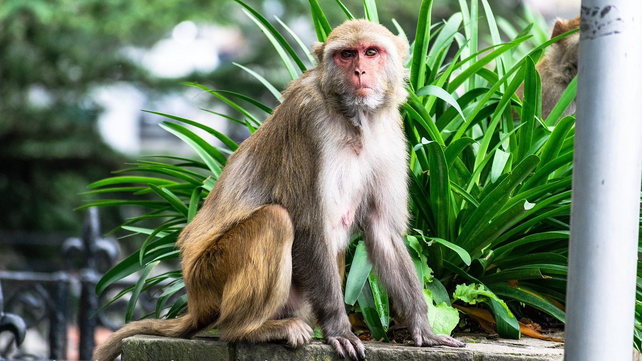 Estudo descobre bissexualidade generalizada em comunidade de macacos