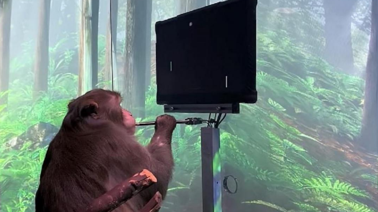 Empresa de Elon Musk admite ter matado macacos em pesquisa