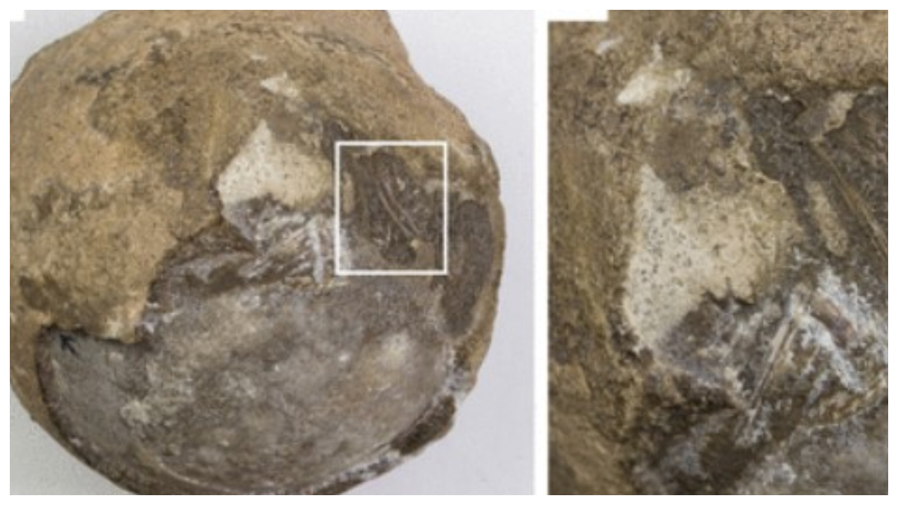 Fóssil de ovo de tartaruga com embrião da Era dos dinossauros foi revelado na China