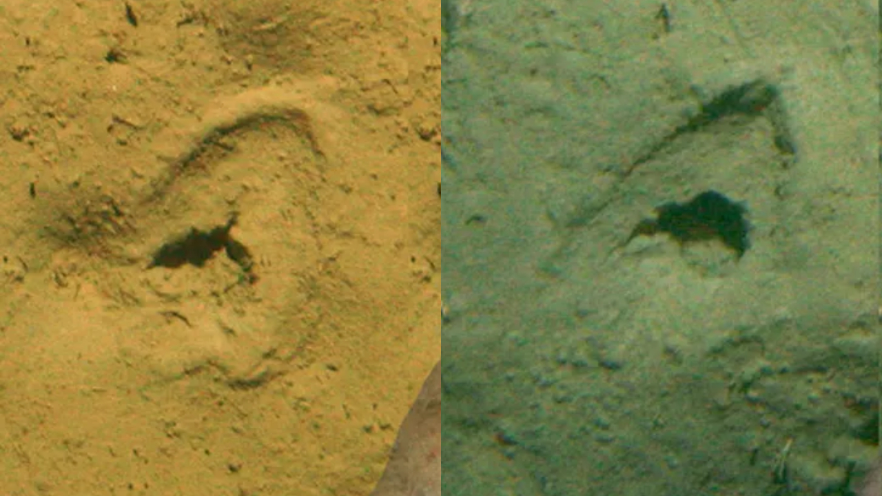 Pesquisadores ligam pontos sobre ‘pegadas’ misteriosas no fundo do mar na Nova Zelândia