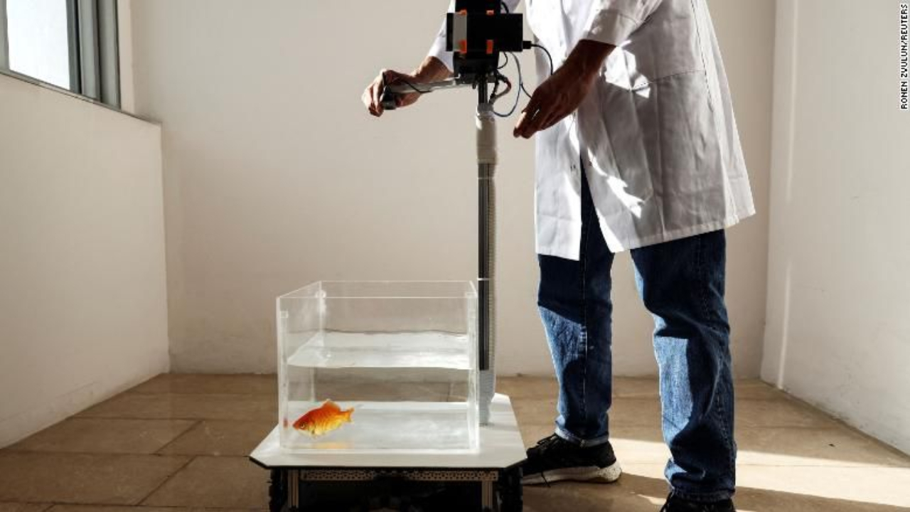 Peixes-dourados podem aprender a dirigir, aponta pesquisa
