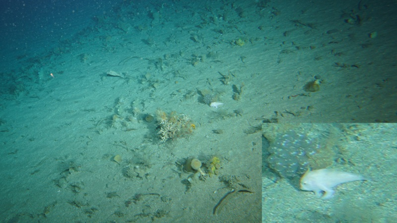 Raro peixe ‘com mãos’ é avistado na Ilha Flinders, na Tasmânia