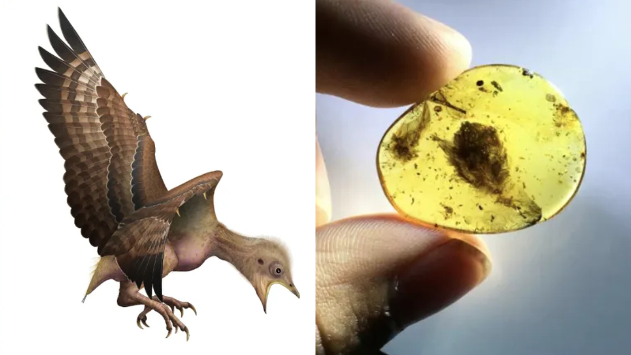 Penas de 99 milhões de anos revelam mistérios de aves pré-históricas