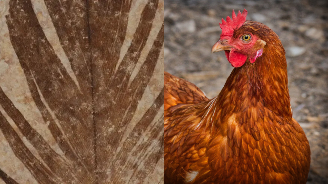 Antigas penas fossilizadas revelam semelhanças entre dinossauros e aves atuais