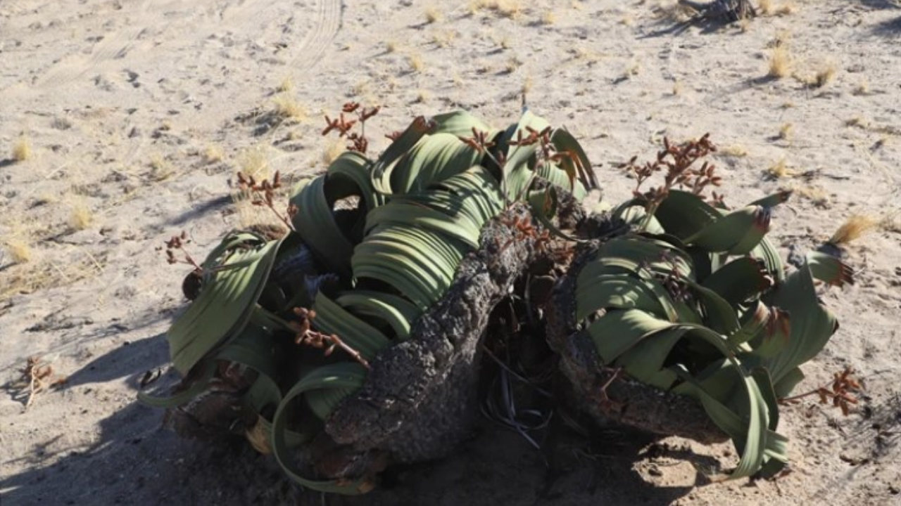 Estudo apresenta novas informações sobre a curiosa Welwitschia, planta mais longeva do planeta