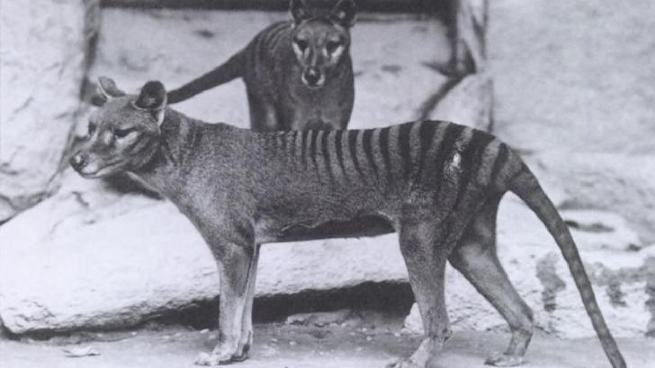 Pela primeira vez, RNA de tigre-da-tasmânia já extinto é recuperado