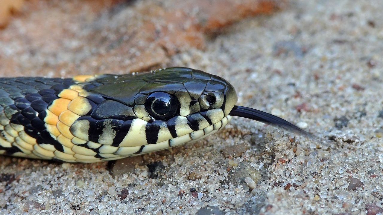 Fóssil de cobra com visão infravermelha de 48 milhões de anos é descoberto por cientistas alemães