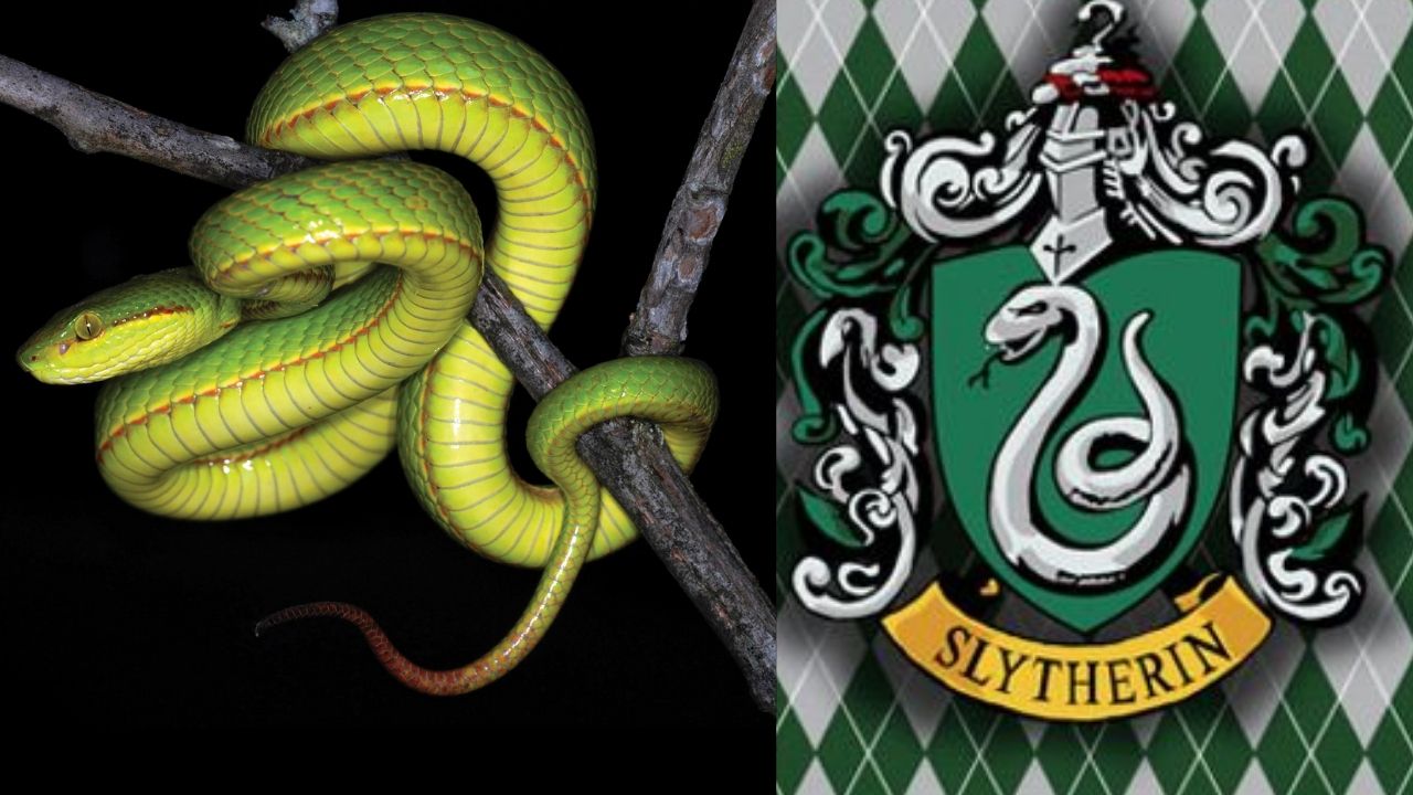 Cobra descoberta na Índia recebe nome inspirado em personagem de franquia Harry Potter