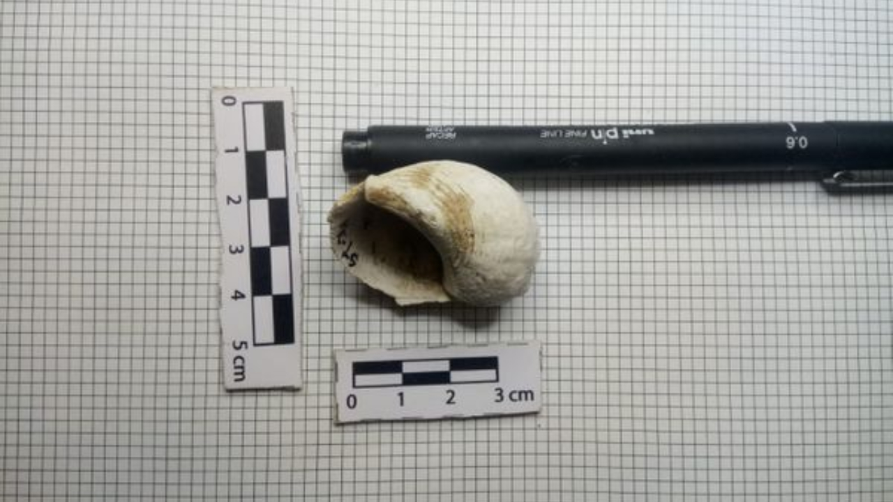 Arqueólogos encontram restos de cerâmicas pré-coloniais em Espírito Santo