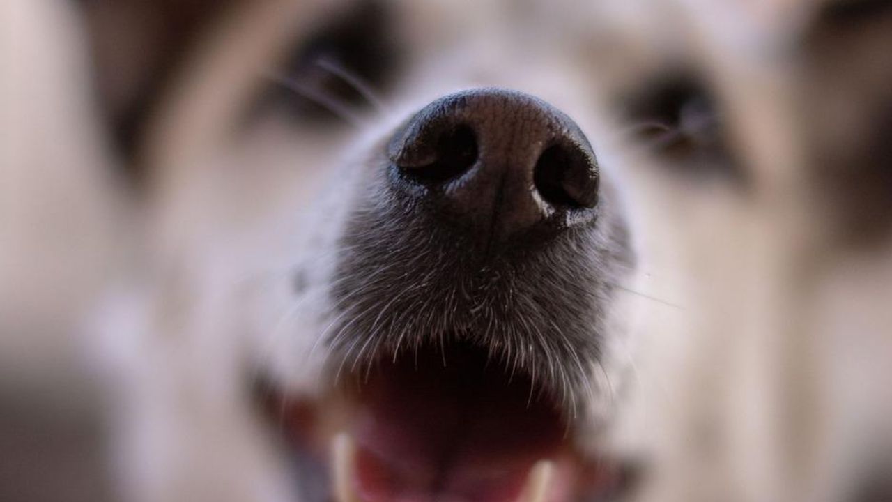 Estudo treina cachorros para farejar a Covid-19