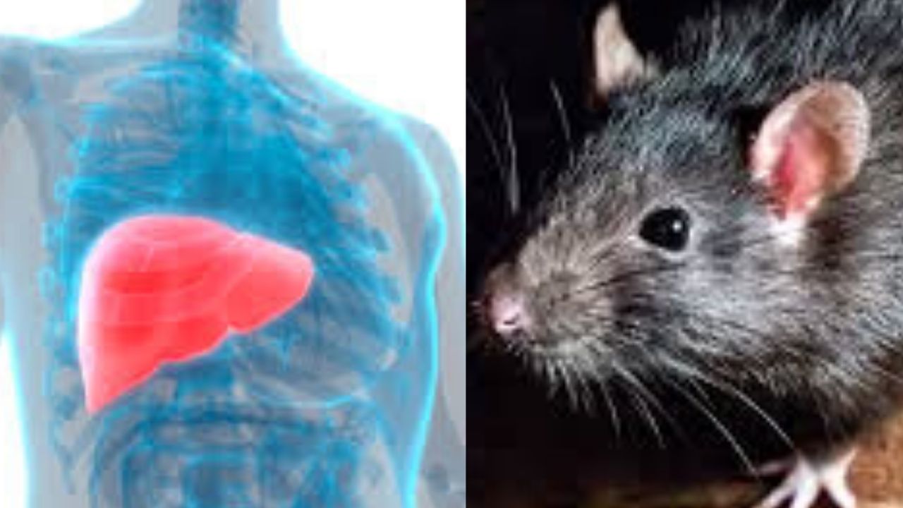 Novo caso de hepatite E de ratos em humanos é relatado em Hong Kong