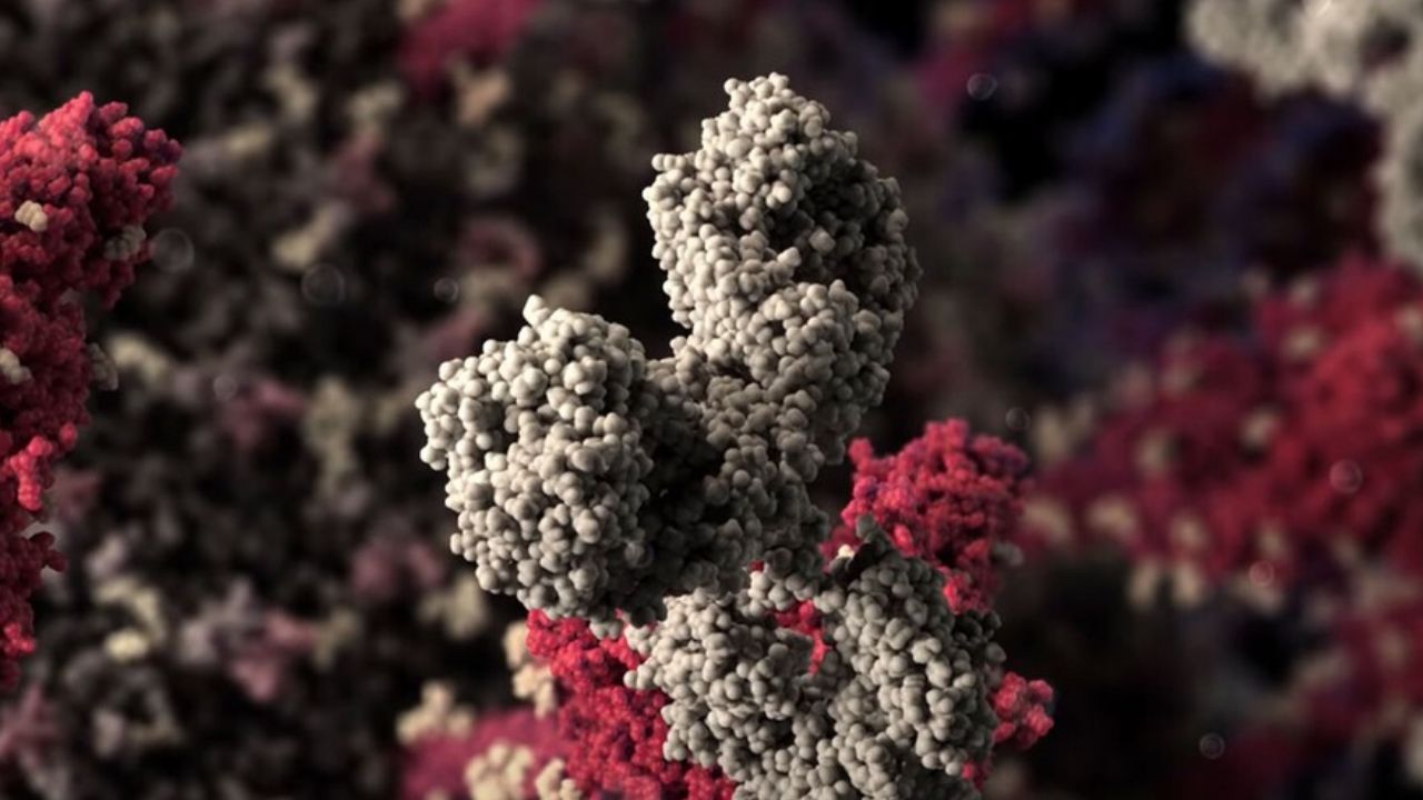 Coronavírus: cientistas produzem com precisão modelo em 3D do vírus. Confira o vídeo