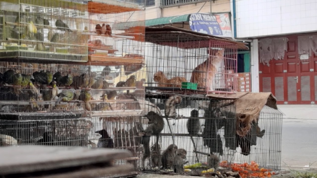 Mercados de animais vivos são reabertos na Ásia, revela ONG