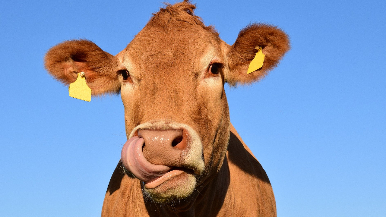 O insólito caso do homem que morreu após ser atingido por uma vaca