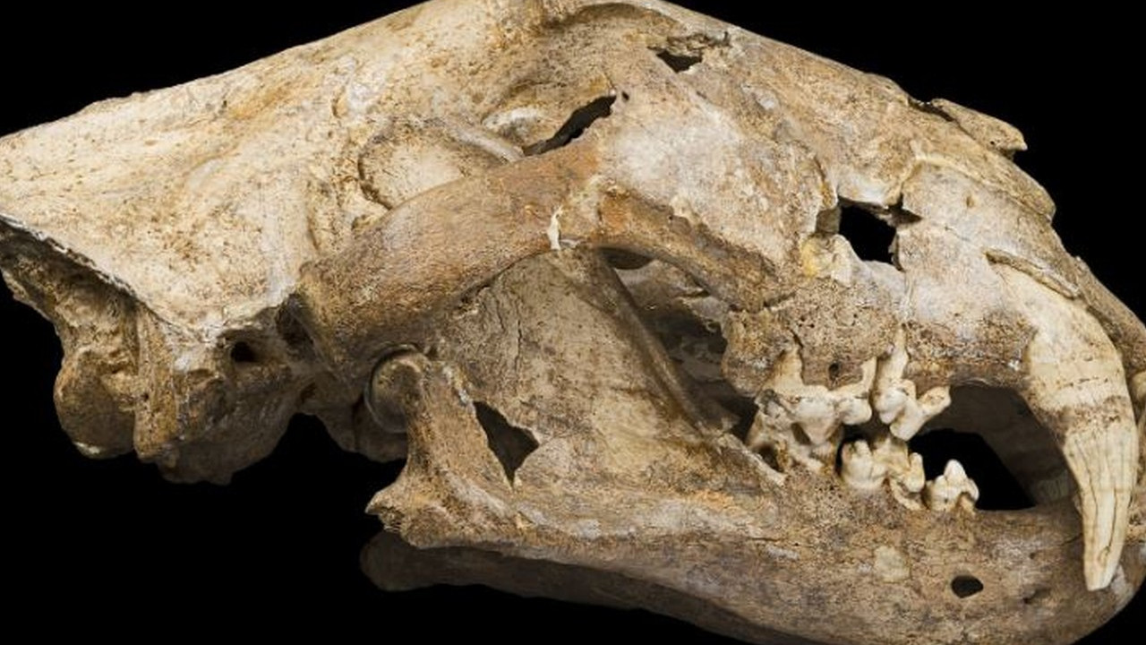 Arqueólogos encontram crânio de leão-das-cavernas, extinto há 30 mil anos