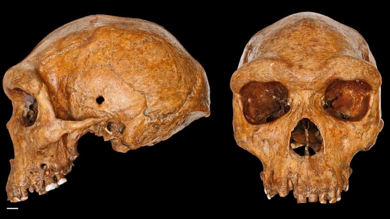 Pesquisadores concluem que crânio de Broken Hill tem cerca de 300 mil anos