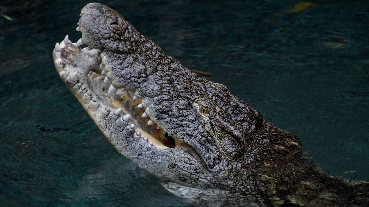 Do tamanho de um ônibus: fóssil de crocodilo gigante de três toneladas é encontrado na Venezuela