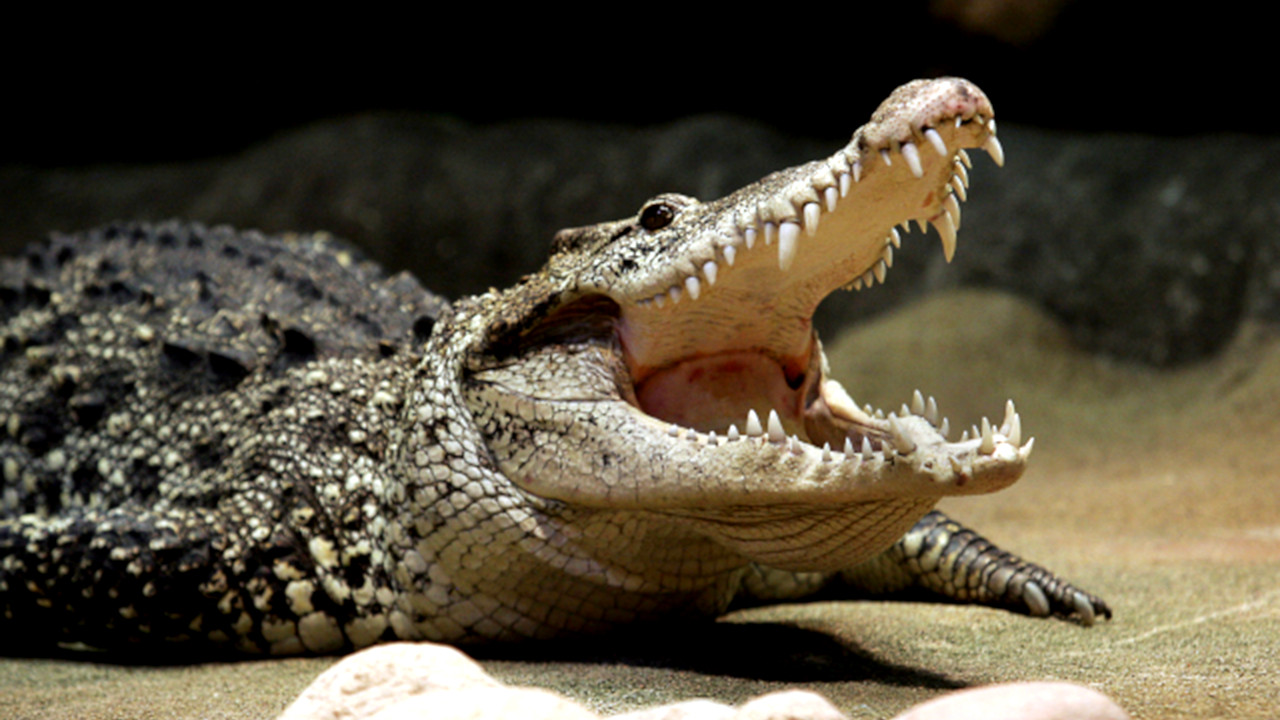 Crocodilo de Fidel Castro causa polêmica na Suécia