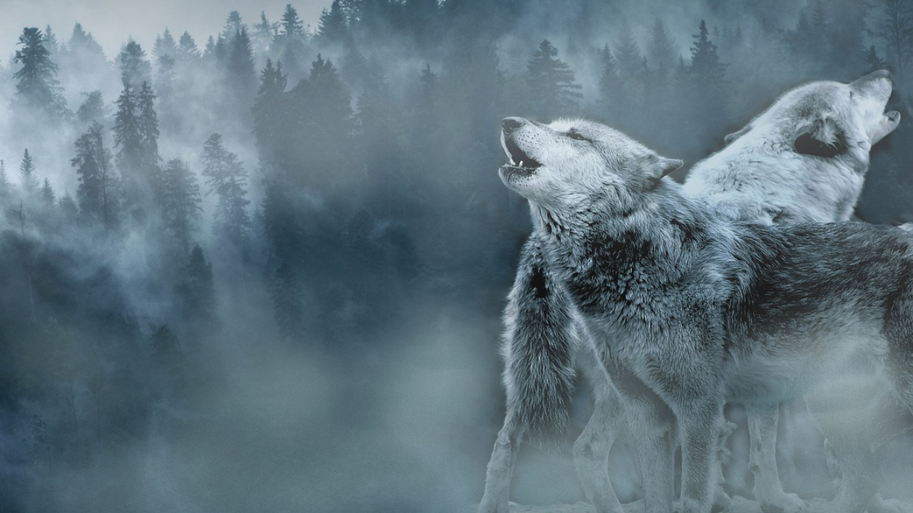 A lenda de Kamala e Amala, as irmãs que teriam sido criadas por lobos