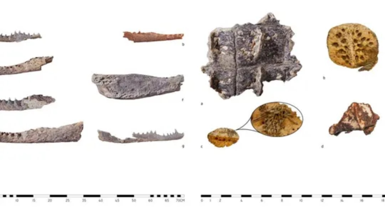 Arqueólogos descobrem cabeças de crocodilos em tumbas egípcias pela 1ª vez