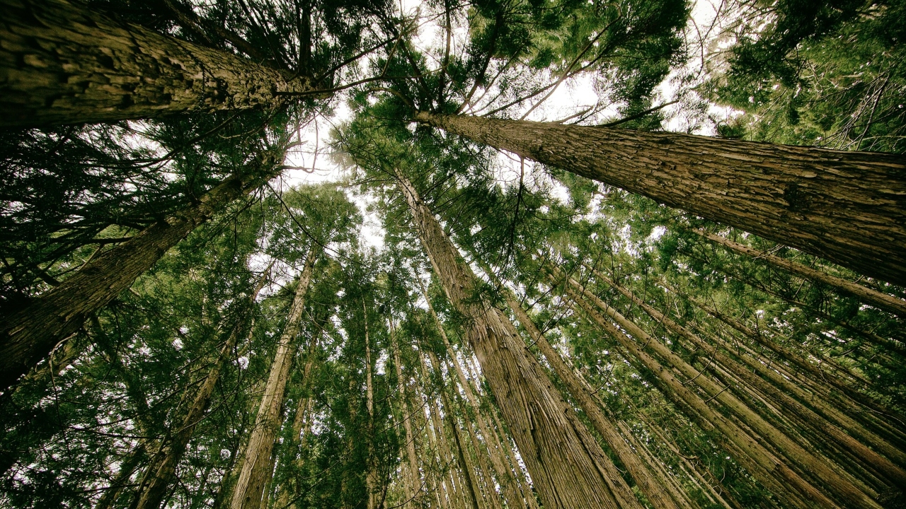 O estudo da morada: Como os antigos faziam sem ecologia?